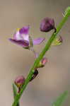 Showy milkwort